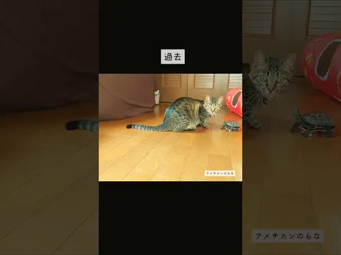 スケボー亀、成長したらこうなります