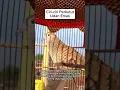 Download Lagu Ciri Ciri Perkutut Udan Mas #youtubeshorts #perkutut #shorts #shortvideo #shortsfeed