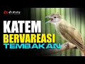 Download Lagu MASTERAN KAPAS TEMBAK DENGAN BEBERAPA LAGU DAN TEMBAKAN