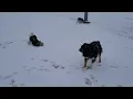Paid Segment by Delmarva K9
