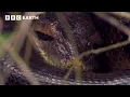 A Giant 5 Metre Anaconda Leads To Nature s Creepiest Discovery Expedition Guyana BBC Earth