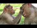 Fascinating Behavior Why Monkeys Pick Each Other s Hair