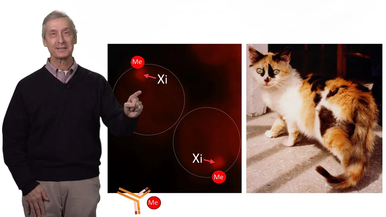 C. David Allis (Rockefeller U.) 1: Epigenetics: Why Your DNA Isn’t Enough