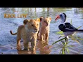 Download Lagu Król Lew (2019) - Strasznie już być tym królem chcę