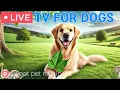Download Lagu 🔴24 Hours of Dog TV🎵🐶Calming Music for Dog Sleep🐾🩷Soothing Music for Dogs with Stress and Anxiety