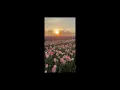 flowers - samantha ebert, 1hour