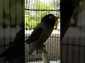 Lagu Lovebird isian cililin panjang cucak jenggot