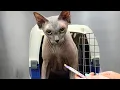 Hairless Kitties Take A Bath Cute Sphynx Cats