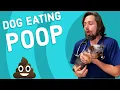 Why Is My Dog Eating Feces