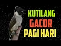 Download Lagu Suara Burung kutilang gacor memanggil teman pagi hari