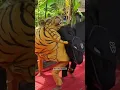 Download Lagu Banteng VS Macan #shorts #shortvideo #shortsfeed #shortviral #subscribe #viral #video