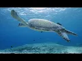 Relaxing Music Healing Stress, Anxiety and Depressive States • Heal Mind, Body and Soul