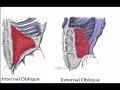Two Minutes of Anatomy Internal and External Obliques