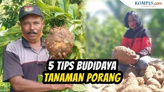 cara budidaya porang agar hasilnya berkualitas