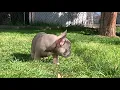 PuppyFinder com Bolt