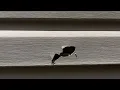 Witness in viral Fayetteville reacts to shooting