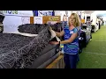 RV Superbag Quick Facts