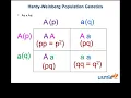 Hardy - weinberg population genetics USMLE Step 1