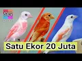 Red Siskin Mutation Color | Canto Pintassilgo Venezuelano