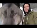Download Lagu Un lobo gigante hermoso
