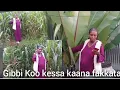 Download Lagu Gibbi Koo kessa osoon hin dahiin duraa warrabe wawu boqoollo ajaa'ibaa naf gaha jiraa