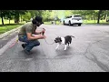 Best Dog Training Toledo Ohio 1-3 Year Old Mini Bully Winston