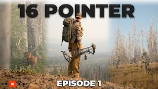 16 Pointer - A Quality Elk Hunt in Washington State