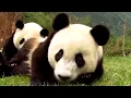 The First 100 Days of an Endangered Panda s Life