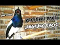 Download Lagu KACERMU PASTI LANGSUNG IKUT EMOSI JADI GACOR KONSLET !! PANCINGAN KACER GACOR FULL ISIAN JOS..