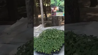 از زيبايي هاي بهار 