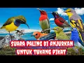 Download Lagu suara pikat kombinasi burung kecil untuk memikat burung liar paling manjur dan ampuh 100% st18 MP3