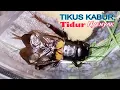 Download Lagu Suara Jangkrik malam hari || jangkrik  pengusir tikus