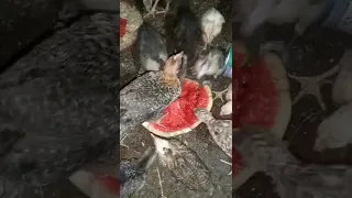 حتى الدواجن تحب الوجبة الباردة و الشهية  حتى الدواجن تحب الوجبة الباردة و الشهية