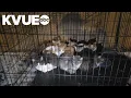 Austin police rescue kittens from cage found on sidewalk in freezing temperatures
