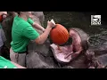 Lagu Hippos and Painted Dogs get Pumpkins to Kickoff HallZooween  - Cincinnati Zoo