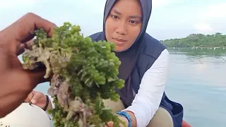 Download Air Laut Surut, Berburu Siput Laut \u0026 Anggur Laut panen buah mangrove. Banyak sipit yang muncul. MP3