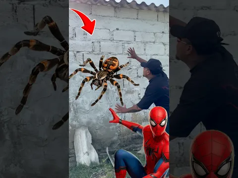 Encontre  la araña que pico a Spiderman 😱😱 #shorts #viral #fyp #viralshorts #viralvideo #parati