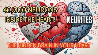 NEURAL Network In The HEART The HIDDEN BRAIN Within Our Chest 