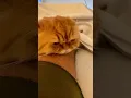 Why Do Persian Cats Have Such Flat Faces