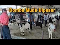 Download Lagu Domba Muda Calon Bagus Dipasar Hewan Tanjungsari Sumedang, Segini Harganya ?? 