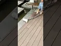 Cute Puppy lovely Care