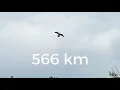 Download Lagu Fantastic Arrivals from 566 Km!  Pigeon Race