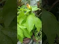 Download Lagu Insulin plant #shortvideo #flowers #diabetes#health