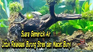 Download Suara Gemericik Air, Untuk Relaksasi Burung Stres dan Macet Bunyi.mp4 MP3