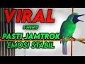 Download Lagu Cucak Ijo Gacor Memancing Lawan Aagr Emosi dan Jamtrok! Cykyp 5 Menit Lawan Langsung ON