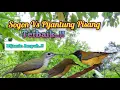 Download Lagu Suara Pikat Sogon Vs Pijantung Pisang Ribut Terbaik Paling Ampuh