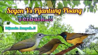 suara pikat sogon vs pijantung pisang ribut terbaik paling ampuh