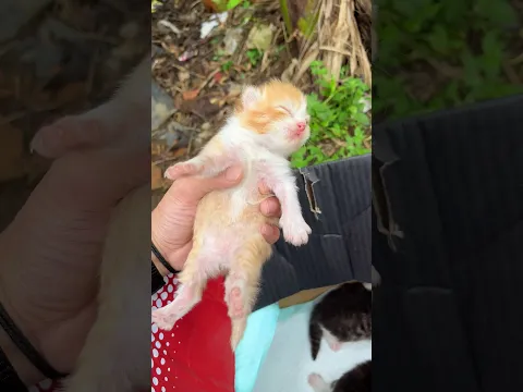 Rescue cute kitten by the river #catvideos #kitten #cat #rescuecat #kucinglucu
