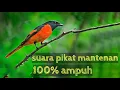 Download Lagu SUARA PIKAT MANTENAN GUNUNG AMPUH, MP3 keras dan jernih