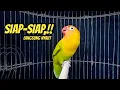 Download Lagu Suara Burung Lovebird Ngekek Panjang Fighter, SESAAT DIPUTAR Lovebird Apapun PASTI ikut BUNYI